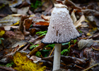 Paryk Blækhat (Coprinus comatus).  | Makrofotografering